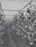 Deli Company tobacco