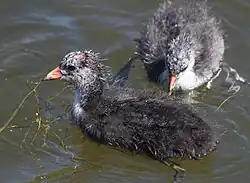 Older chicks
