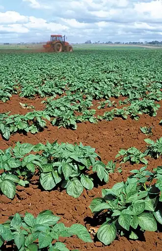 Potato crop, East Barron area, 1998