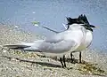 T. a. acuflavidus at Fort de Soto, Florida