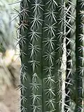 Spines