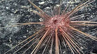 Caenopedina hawaiiensis, a Pedinoida
