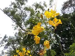 Yellow flowers