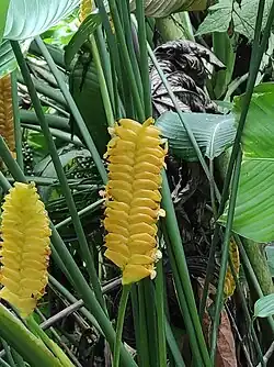 Inflorescences