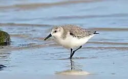 Sanderling, Fuerteventura