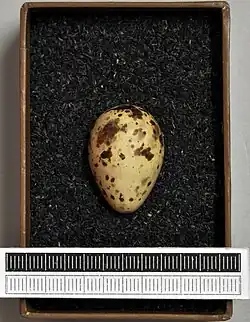 Egg, Collection Museum Wiesbaden, Germany