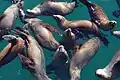 California Sea lions at Santa Cruz, California