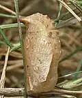 Pupa, lateral view