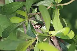 Calligrapha eupatris, México