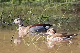 Pair in Rio Grande do Sul, Brazil