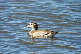 Female, La Pampa, Argentina