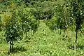 Calophyllum brasiliense plantation