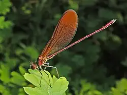 Calopteryx haemorrhoidalis occasi. Immature male