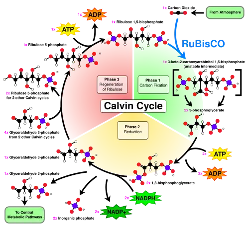 The Calvin cycle