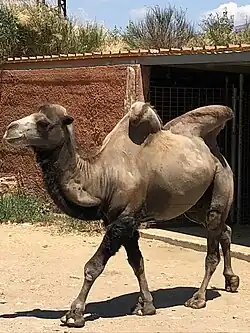 Camel in the Attica Zoological Park
