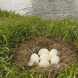 Nest