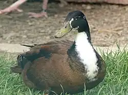 a dark duck with large white bib