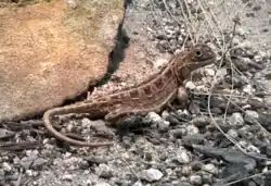 Canberra grassland eared dragon