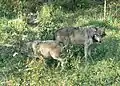 Grey wolves