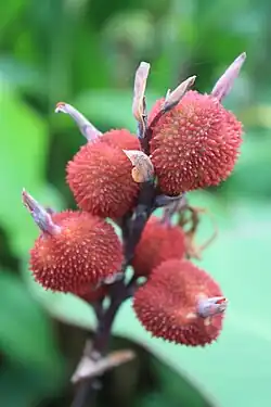 Fruit