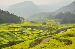 Fields of canola in Luoping