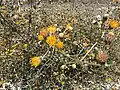 Cape sweetbush flowers