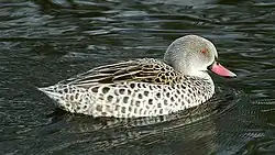 Cape Teal (Anas capensis) (2)