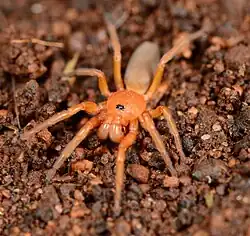 male C. hastifera