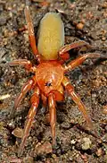 female