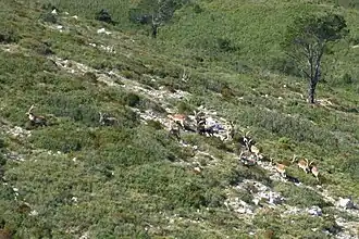 Spanish Ibex at Ports de Tortosa Beseit