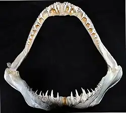 Jaws