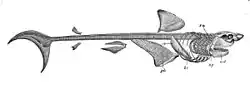 Drawing of a Great White shark skeleton. Sharks have no ribs.
