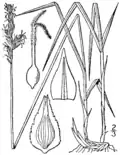 Botanical illustration