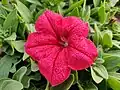 Carmine Red Petunia