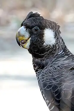 Carnaby's black cockatoo (Female)