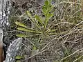 Basal leaves