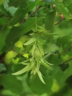 Inflorescence