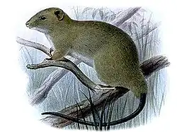 Drawing of brown and white rat
