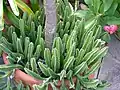 Stems