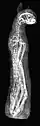 Radiograhy. The cat died as an adult at approximately twenty-two months of age.[19]