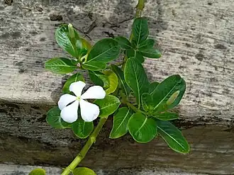 Grown in Malaysia