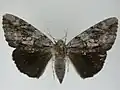 Mounted specimen