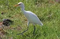 Western cattle egret, Morro Jable, Fuerteventura