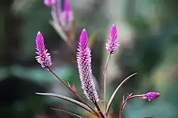 Celosia argentea, Philippines