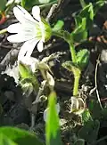stem