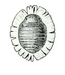 Cerataphis lataniae, commonly known as the palm aphid, is an aphid known to infest palm species as well as a variety of leafy plants. It is one the most common pests that causes damage to agriculture and human health