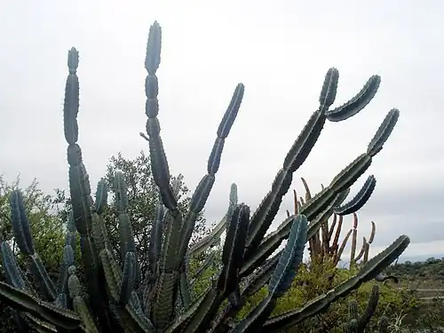 Plant growing wild in Argentina
