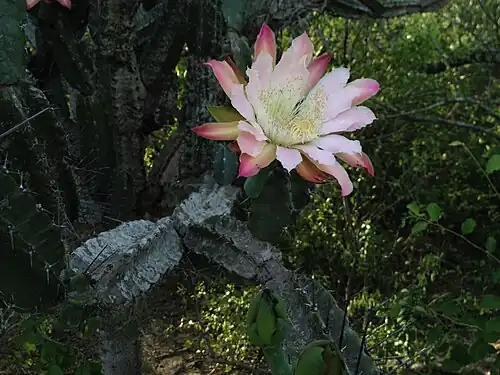 Plant flowering in Fortin Teniente Agripino Enciso, Paraguay
