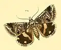 By Herrich-Schäffer, 1858 (type description)[1]