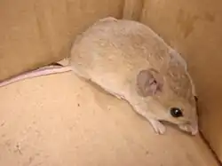 Brown mouse